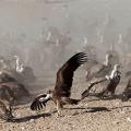 More information about "Vultures of Valderrobres (Spain)"