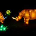 More information about ""China Light Zoo" Antwerp"