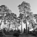 More information about "Bedgebury Pinetum"