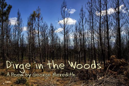 More information about "Dirge in the Woods"