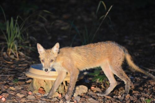 More information about "The Fox - recovery"