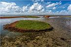 More information about "Samphire in Bloom"