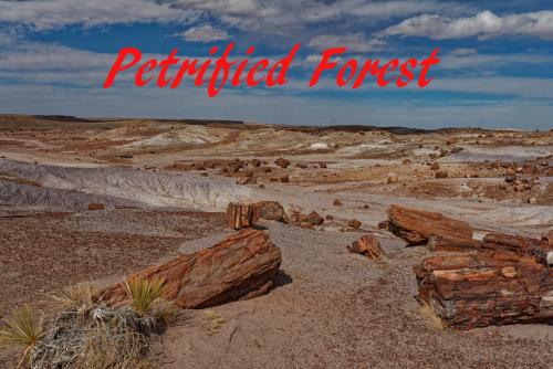 More information about "Petrified Forest UHD"