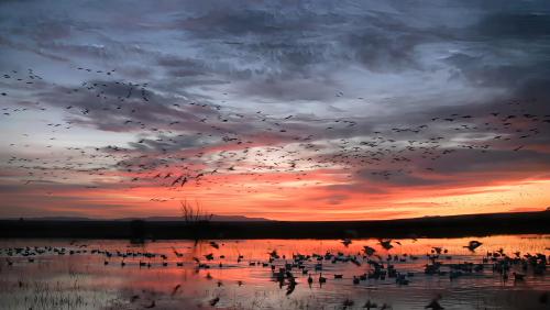 More information about "Critters of the Bosque PC"