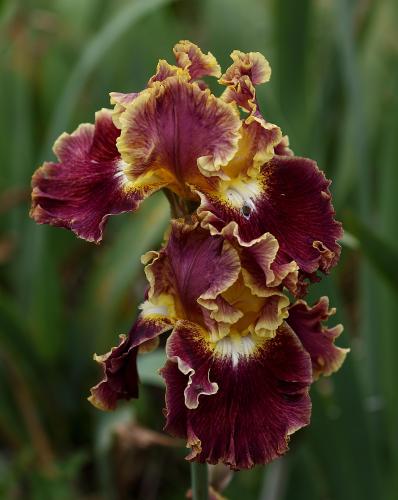More information about "Les Iris de Laymont"